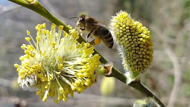 Папа-Пасека - Цветение Ивы смотреть онлайн