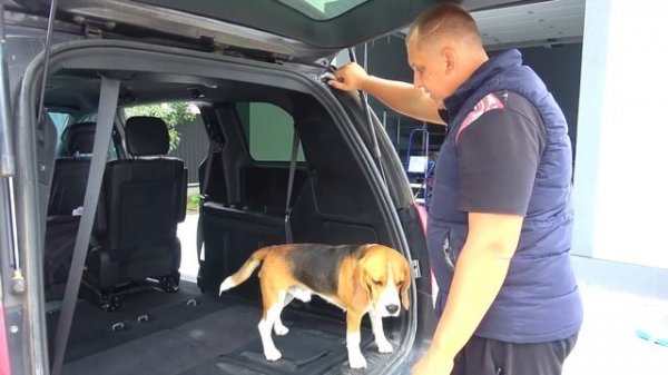 ШЕРЛОК В ПОП ИТ МАШИНЕ И БЕЗ ЕДЫ. БРОС ШОУ ПЕТ