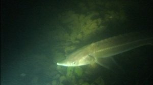 Подводные просторы России №27. Ока