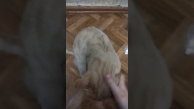 Видео камера Для кот Кузя имя Кузя???? смотреть онлайн