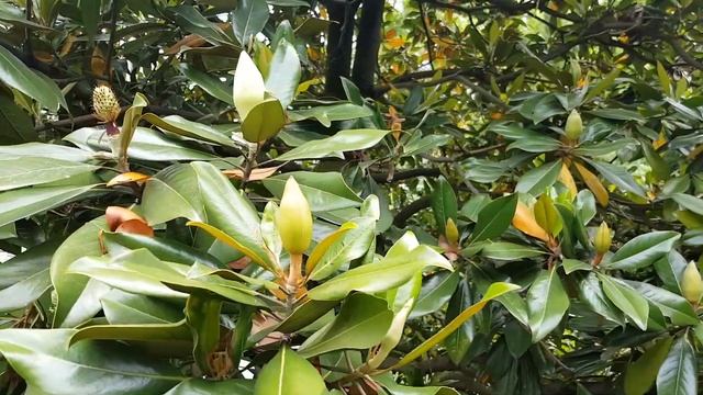 Бутоны магнолии | Жизнь на Юге смотреть онлайн