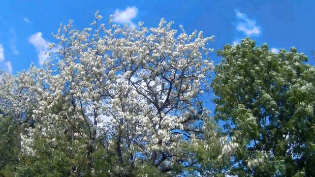 Белой акации, гроздья душистые. смотреть онлайн