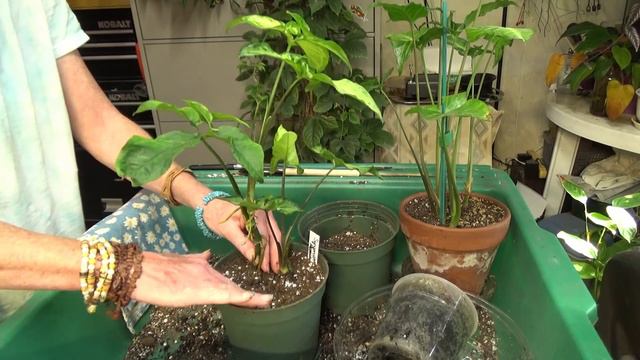 Syngonium Angustatum Update & Repot & Care