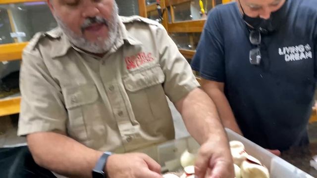 Look! WORLD'S ONLY NEW Reticulate Python Morph смотреть онлайн