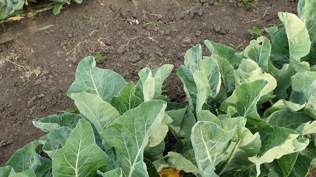 Овощи Растут. Цветная капуста Абени, советы при выращивании. смотреть онлайн