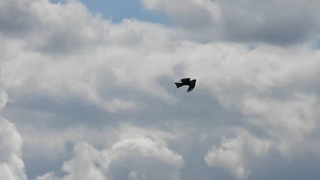 № 1557 01. 08. 2021 Коршун и ветер смотреть онлайн