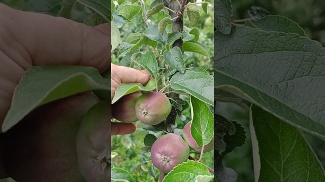 СОРТ ЯБЛОНИ ИМАНТ НА Р60 30.06.23 смотреть онлайн