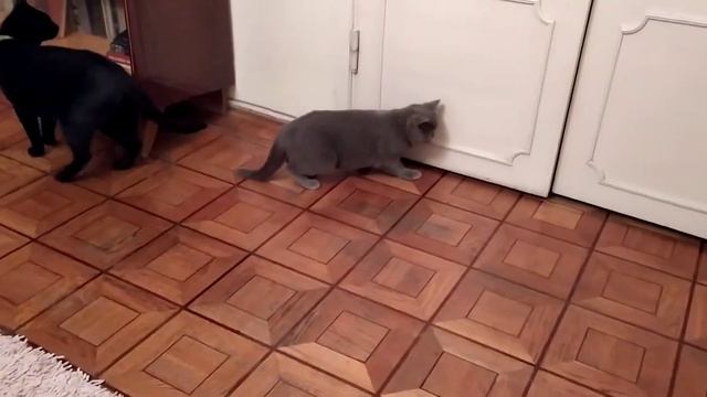 Стерилизация кошки смотреть онлайн