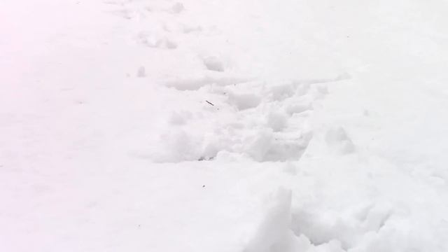 Работа в КВ-эфире укороченной антенной 2 х 3м. Радиосвязь из полевых условий 23 февраля. смотреть онлайн