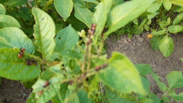 Колорадский жук съел нашу картошку! Дача/огород смотреть онлайн