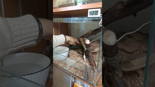 Рабочий шкаф-зоопарк. Паук готовится линять, берем питона на руки смотреть онлайн