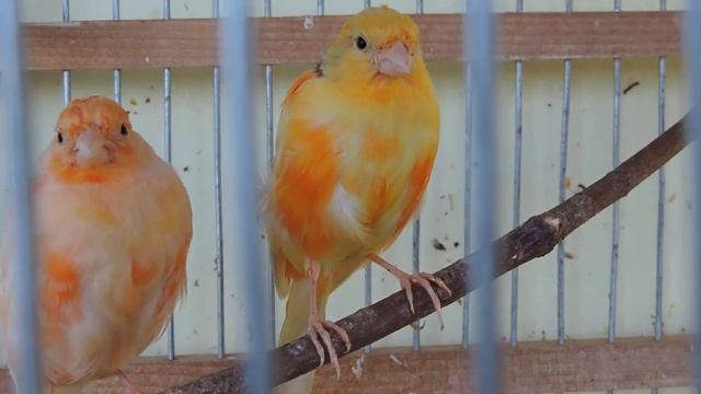 птицы Симуткина Виталия смотреть онлайн