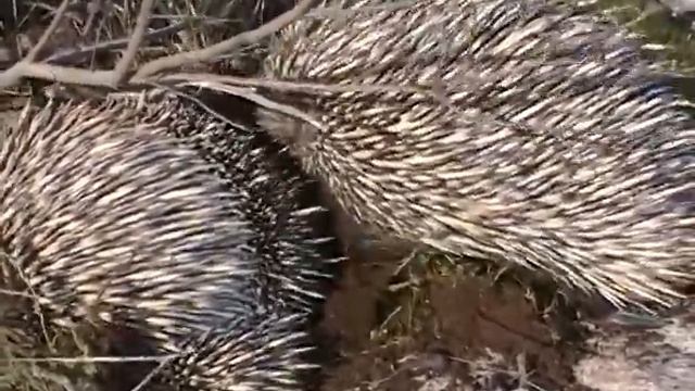 Echidna, Spring Behavior. Ехидна, весеннее поведение (32sp)