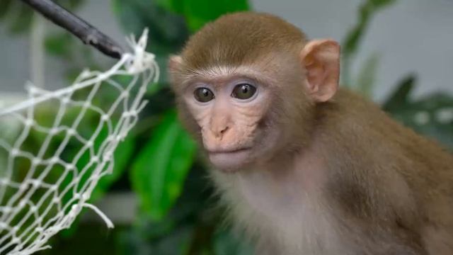 Monkey Nana have fun at the Water Park and play Insane Water Slides- 30 minutes Funniest and Cutest смотреть онлайн