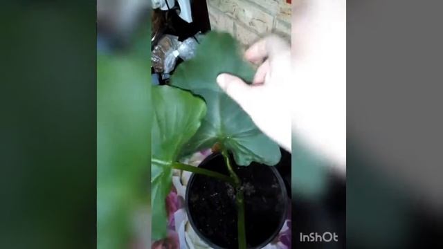 Эфиопская калла! смотреть онлайн