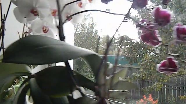 */*ОРХИДЕЯ комнатный цветок*/*КОРНИ орхидеи*/*ЛИСТЬЯ орхидеи*/* СЮРПРИЗ от ОРХИДЕЙ*/*КОТЫ и ДАЧА*/* смотреть онлайн