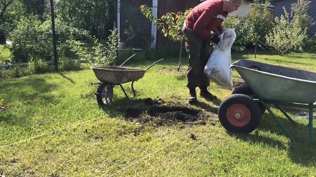 Посадка Ежевики часть 1 - Подготовка площади смотреть онлайн