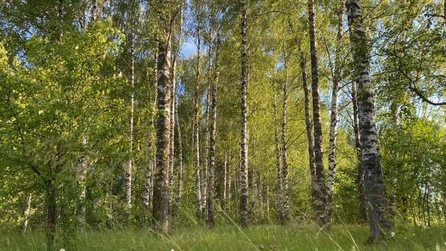 КРАСОТА РУССКОЙ ПРИРОДЫ часть 2|BEAUTY OF RUSSIAN NATURE|ЛЕС.РЕЛАКСАЦИЯ ДЛЯ СНА|RELAXATION FOR SLEE