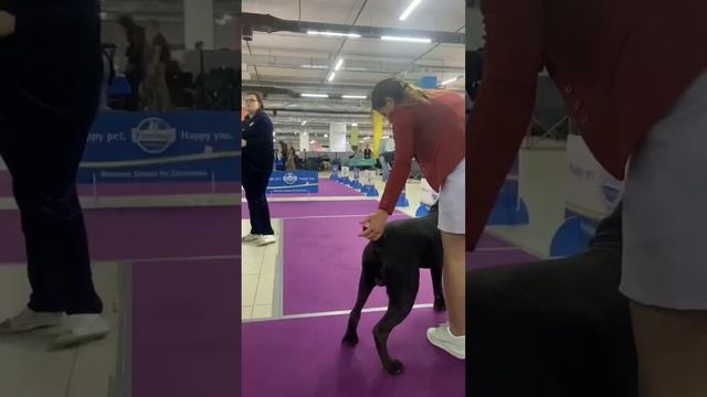 Видео с океаном эмоций? Талисман?#tttt #cane #canecorso #канекорсо #canecorsoitaliano #кане