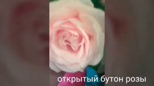 Белые розы смотреть онлайн