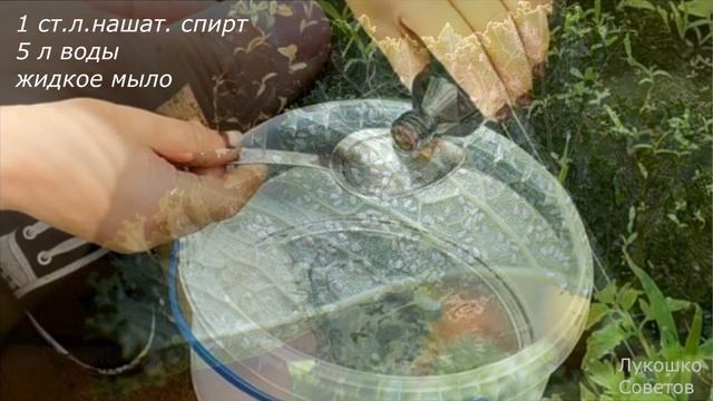 Нашатырный Спирт От Медведки в Огороде! Опрыскивание Нашатырным Спиртом Рассады от Вредителей смотреть онлайн