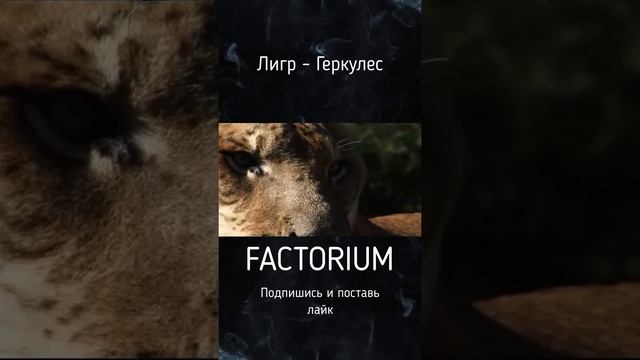 Лигр Геркулес - гибрид льва и тигра смотреть онлайн