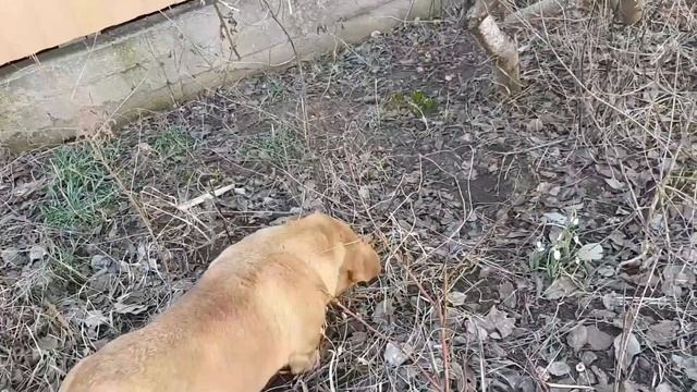 В Одессе пахнет весной. На обед суп весенний и сулугуни в лаваше.