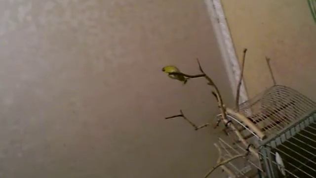 Чиж поет смотреть онлайн