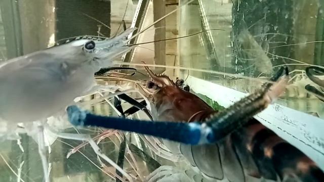 Линька крупной самки Розенберга... смотреть онлайн