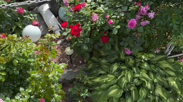 Дизайн моего сада. Эти опоры для роз спасут розы от ливневых дождей и ураганных ветров. смотреть онлайн