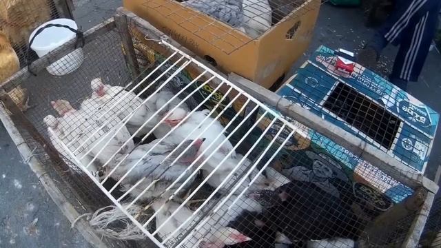 Куры несушки Порода голошейки смотреть онлайн