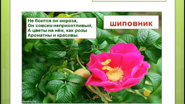 Какие бывают растения  Окружающий мир 2класс