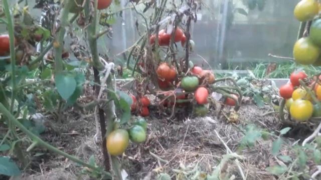 ??? ТОМАТ ((( ДЕ БАРАО РОЗОВЫЙ))) смотреть онлайн