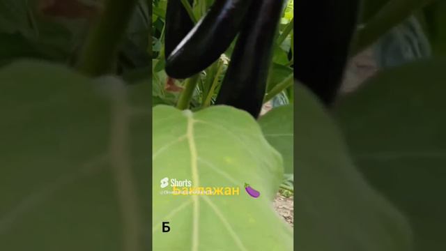 баклажаны 🍆 поспевают смотреть онлайн