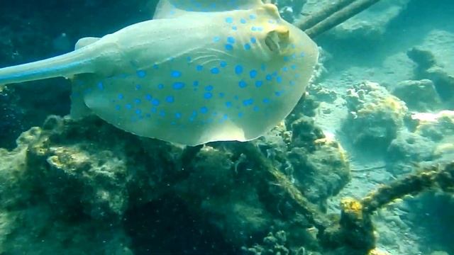 Sharm el-Sheikh 2021 (Шарм-эш-Шейх 2021) смотреть онлайн