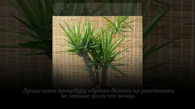 Как обрезать юкку. Обрезка юкки в домашних условиях смотреть онлайн