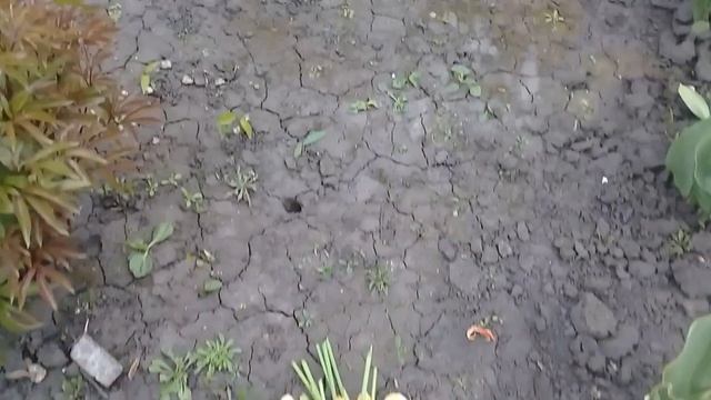 На пенсии в деревне. Наш день - Работаем на участке нашего дома. На обед Щи с салом смотреть онлайн