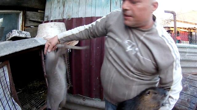 Зачем взвешивать нутрий? смотреть онлайн