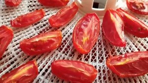 Томаты вяленые в сушилке Ezidri