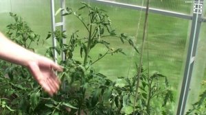 КАК ПАСЫНКОВАТЬ ПОМИДОРЫ ПРАВИЛЬНЕЕ И ПРОЩЕ? ПОМИДОР ПАСЫНКОВАТЬ. САД (ОГОРОД) И ТЕПЛИЦА