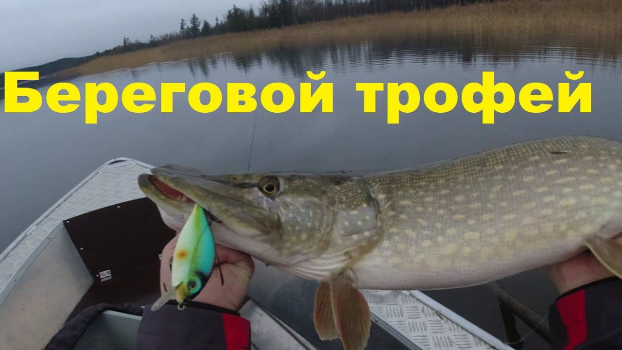 Как найти береговую щуку поздней осенью на Ладоге смотреть онлайн