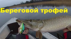 Как найти береговую щуку поздней осенью на Ладоге