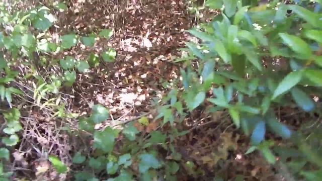 How To Wild Forage For Edible Plants the SuperDuperPrepper77 Way!!! смотреть онлайн