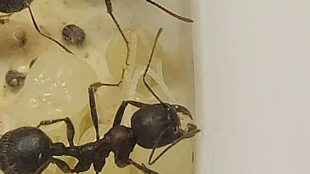 Самый крупный муравей из всего рода мессоров смотреть онлайн