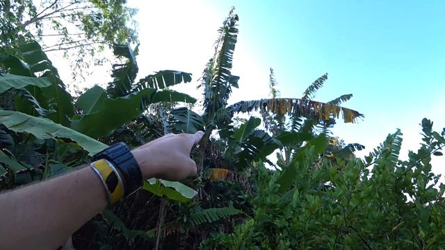 Trying Local East Java Coffee | Life in Rural Indonesia ?? смотреть онлайн