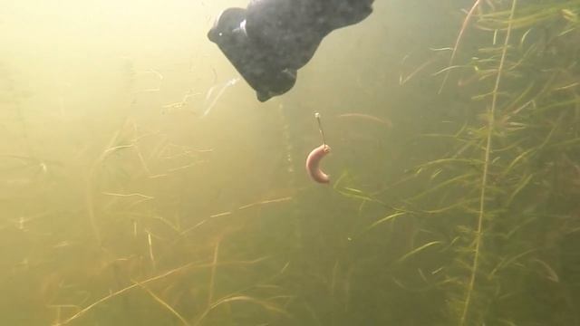 FishCam смотреть онлайн