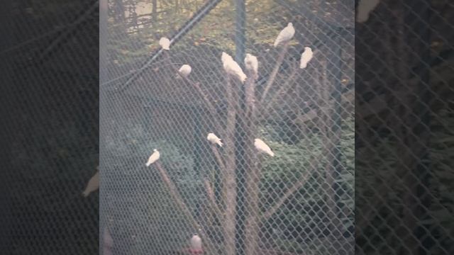 Фестиваль тыкв в Германии