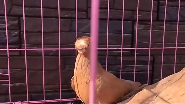 Узбекские бойные голуби - желтая пара / Uzbek Pigeons ( Ренат Ахметоов , Туркестан ) смотреть онлайн