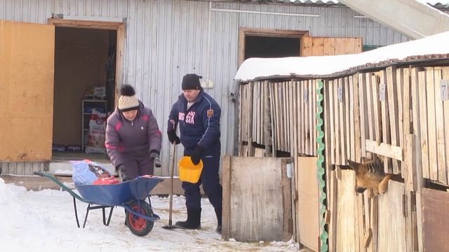 Собачий приют "Надежда" г. Азнакаево смотреть онлайн