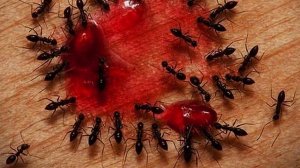 Это может помочь! Как избавиться от домашних муравьев в квартире?